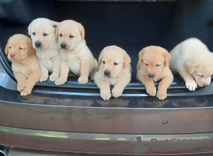 Photo №1. labrador retriever - for sale in the city of Laayoune | negotiated | Announcement № 51482