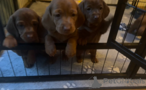 Photo №2 to announcement № 148647 for the sale of dachshund - buy in Malta private announcement