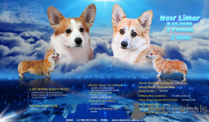 Photo №1. welsh corgi - for sale in the city of Penza | 818$ | Announcement № 8423