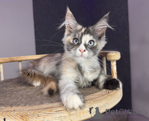 Photo №2 to announcement № 177882 for the sale of maine coon - buy in Poland breeder