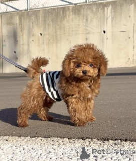 Photo №1. poodle (toy) - for sale in the city of Berlin | negotiated | Announcement № 163991