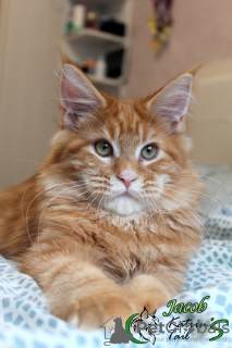 Photo №2 to announcement № 25981 for the sale of maine coon - buy in Russian Federation private announcement, from nursery, breeder