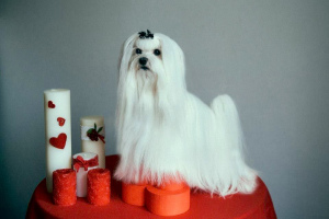 Photo №1. Mating service - breed: maltese dog. Price - Negotiated