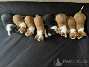 Photo №2 to announcement № 162764 for the sale of basenji - buy in Serbia 