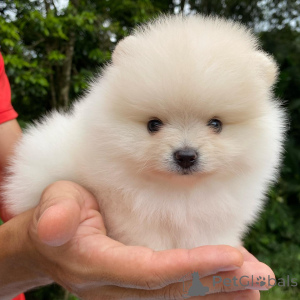 Photo №2 to announcement № 144459 for the sale of german spitz - buy in Germany private announcement