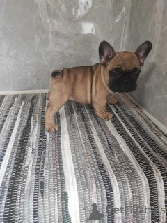 Additional photos: French Bulldog puppies