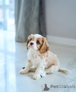 Photo №2 to announcement № 136681 for the sale of cavalier king charles spaniel - buy in Austria private announcement