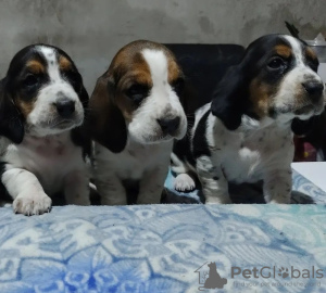 Photo №2 to announcement № 127257 for the sale of basset hound - buy in Germany private announcement