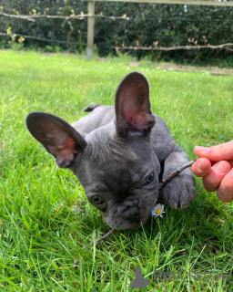 Photo №1. french bulldog - for sale in the city of Iverdon-le-Ben | 392$ | Announcement № 11314