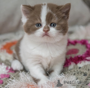 Photo №1. persian cat - for sale in the city of Texas City | 500$ | Announcement № 105657