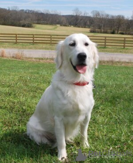 Photo №1. golden retriever - for sale in the city of Nashville | 2600$ | Announcement № 138811