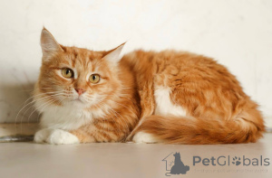 Photo №2 to announcement № 165152 for the sale of  - buy in Russian Federation private announcement