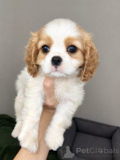 Photo №1. american cocker spaniel, english cocker spaniel, english springer spaniel, welsh springer spaniel, irish water spaniel, spanish water dog, spanisch mastiff, cavalier king charles spaniel, cavalier king charles spaniel, clumber spaniel, russian spaniel, tibetan spaniel - for sale in the city of Tallinn | 1032$ | Announcement № 177703