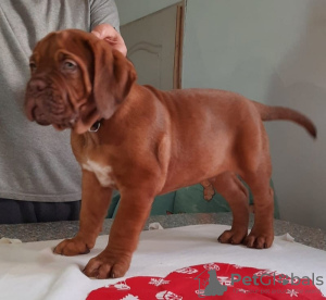 Additional photos: Dogue de Bordeaux