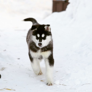 Photo №1. siberian husky - for sale in the city of Novosibirsk | 273$ | Announcement № 6229
