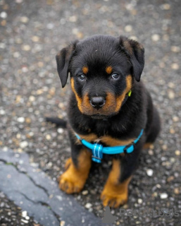 Photo №2 to announcement № 120149 for the sale of rottweiler - buy in Finland private announcement, breeder