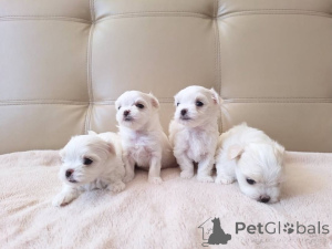 Photo №3.  Adorable Maltese Puppy Available for Adoption . Czech Republic