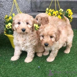 Photo №2 to announcement № 136918 for the sale of non-pedigree dogs - buy in Switzerland breeder