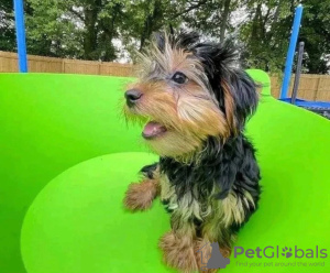 Photo №1. yorkshire terrier - for sale in the city of Bridlington | negotiated | Announcement № 121638