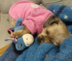 Photo №2 to announcement № 135304 for the sale of  - buy in Spain breeder