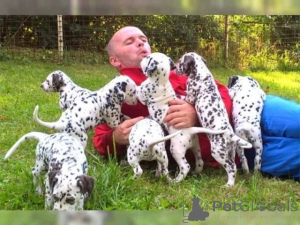 Photo №1. dalmatian dog - for sale in the city of Erding | 465$ | Announcement № 169434