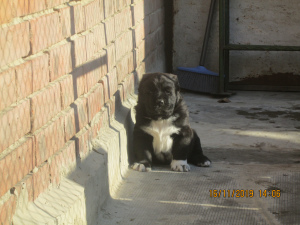 Photo №1. central asian shepherd dog - for sale in the city of Armavir | 469$ | Announcement № 4032