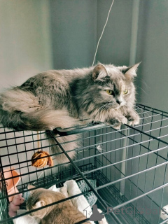 Photo №4. I will sell  in the city of Samara. private announcement - price - Is free