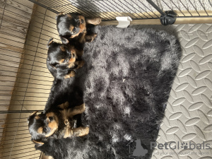 Photo №1. yorkshire terrier - for sale in the city of Rishon LeTsiyon | 4500$ | Announcement № 30986