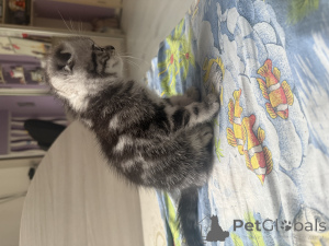 Photo №4. I will sell scottish straight in the city of Minsk. private announcement - price - 59$