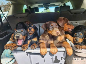 Photo №1. dobermann - for sale in the city of Aalborg | 619$ | Announcement № 173388