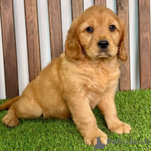 Photo №3. Golden Retriever Puppies Your Perfect Family Companion Awaits. Germany