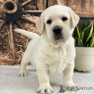 Photo №3. Labrador Retriever Male 7 weeks old Ready by Feb. 27. Germany