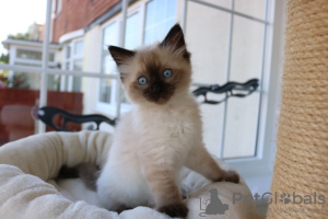 Photo №1. ragdoll - for sale in the city of Oranienburg | 423$ | Announcement № 96935