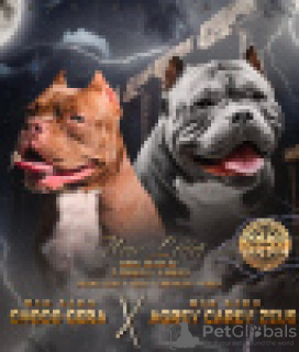 Photo №1. american bully - for sale in the city of Tyumen | 3000$ | Announcement № 37167