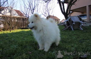 Photo №2 to announcement № 161652 for the sale of samoyed dog - buy in Serbia 