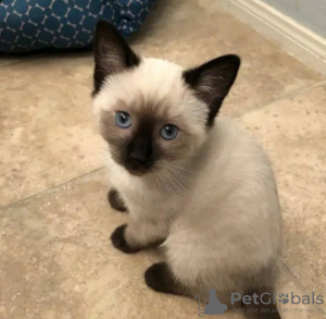 Photo №1. siamese cat - for sale in the city of Франкфурт-на-Майне | 317$ | Announcement № 123429