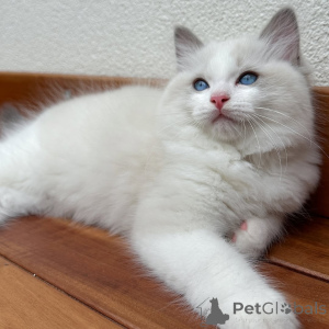 Photo №1. ragdoll - for sale in the city of Þorlákshöfn | negotiated | Announcement № 160393