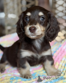Photo №2 to announcement № 172800 for the sale of dachshund - buy in Germany breeder