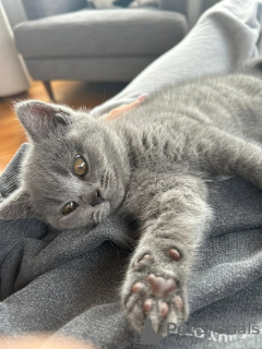 Photo №2 to announcement № 165157 for the sale of british shorthair - buy in Germany private announcement, from the shelter