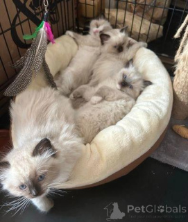 Photo №3. Beautiful Ragdoll Kittens. United Kingdom