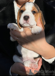 Additional photos: Beagle puppies for sale.