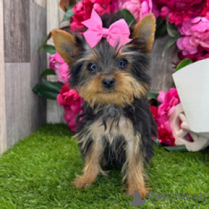 Photo №1. yorkshire terrier - for sale in the city of New York | negotiated | Announcement № 167063