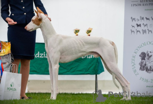 Additional photos: Podenco Ibicenco puppies.