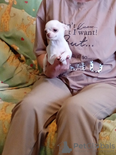Photo №2 to announcement № 11472 for the sale of chihuahua - buy in Russian Federation breeder