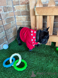 Photo №3. Your New Best Friend Has Arrived Say Bonjour to Our Frenchies! . Germany