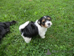 Photo №1. beaver yorkshire terrier - for sale in the city of Zug | negotiated | Announcement № 140625