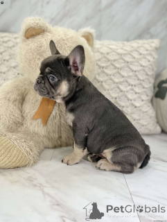 Photo №1. french bulldog - for sale in the city of Uster | Is free | Announcement № 136530