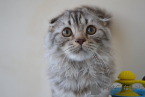 Photo №4. I will sell scottish fold in the city of Warsaw. from nursery - price - 420$