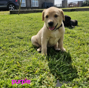 Photo №1. labrador retriever - for sale in the city of Los Angeles | 500$ | Announcement № 147057