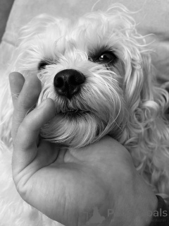 Photo №2 to announcement № 169153 for the sale of maltese dog - buy in Finland private announcement